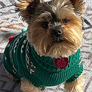 Tucker joined the competition — help win amazing prizes! dog, small_dog, sweater, green_sweater, pet, indoors, carpet, patterned_rug, curious, fluffy_fur, ears, sunlight, cute, animal, domestic_animal, companion, adorable, looking_up, fur, paws