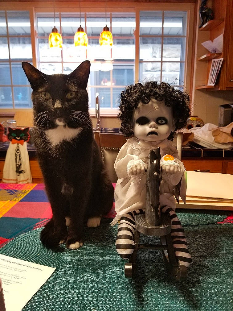 Dracula is registered to the contest to win money with this photo: art, carnivore, cat, chair, domestic_short_haired_cat, eye, eyewear, fashion_design, felidae, flooring, fur, picture_frame, room, sitting, skeleton, small_to_medium_sized_cats, tail, toy, whiskers, window