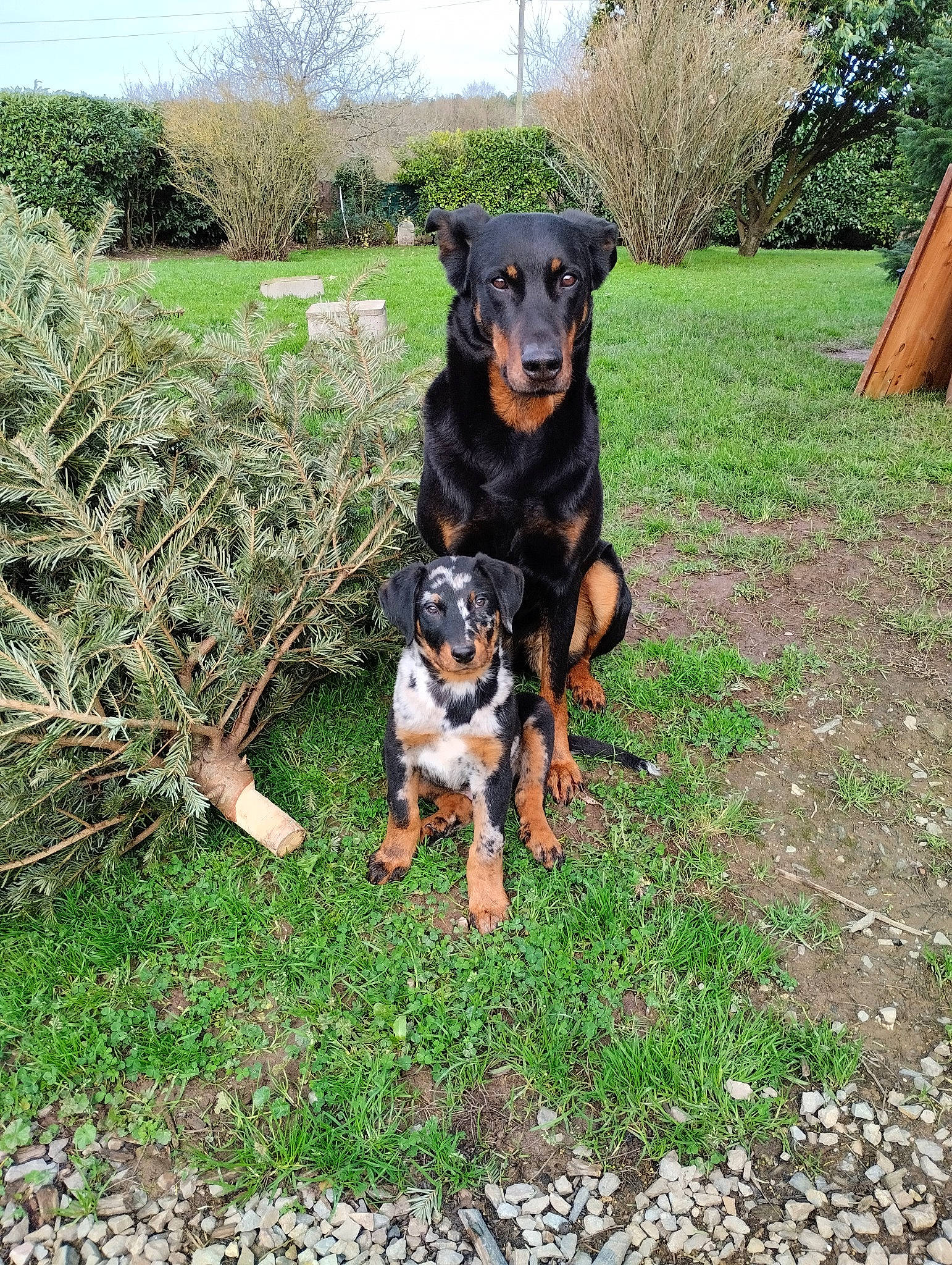 Naya participe au concours pour gagner de l'argent avec cette photo : austrian_black_and_tan_hound, canidae, carnivore, collar, companion_dog, dog, dog_breed, dog_collar, grass, guard_dog, hunting_dog, personal_protective_equipment, plant, rottweiler, sky, sporting_group, tree, working_animal, working_dog