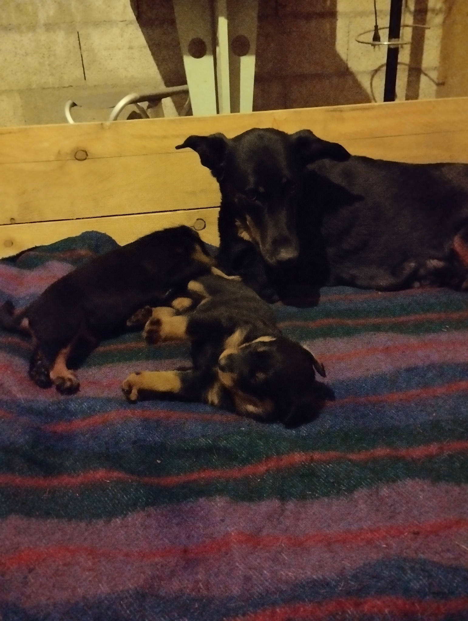 Naya a rejoint le concours — aidez-le/la à gagner de superbes lots ! borador, canidae, carnivore, comfort, companion_dog, dog, dog_breed, fawn, flooring, fur, guard_dog, shadow, sporting_group, tail, terrestrial_animal, tints_and_shades, wood, working_animal