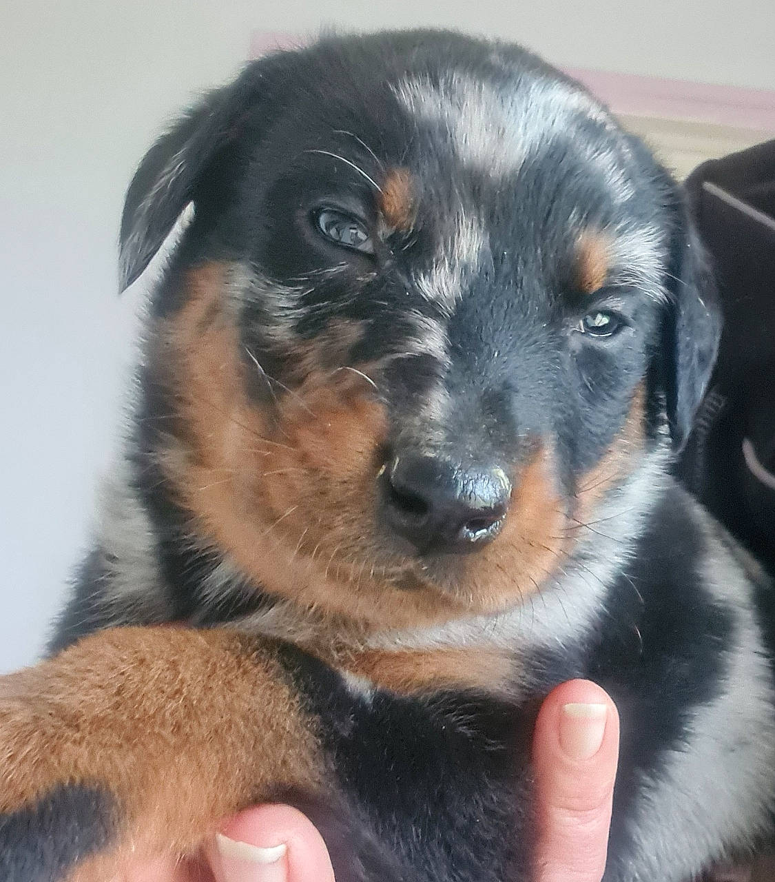 Thanos participe au concours pour gagner de l'argent avec cette photo : beaglier, canidae, carnivore, clock, companion_dog, dog, dog_breed, fur, guard_dog, paw, puppy, snout, sporting_group, whiskers, working_dog