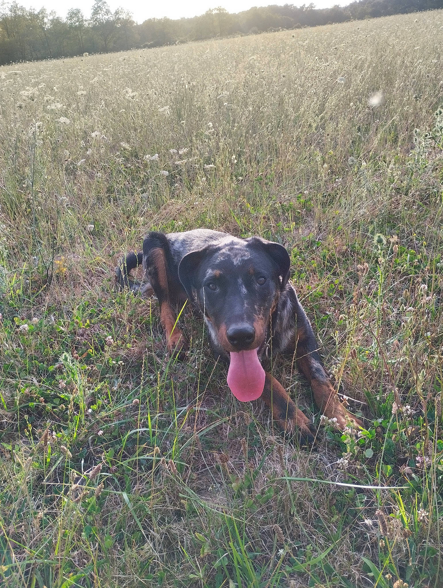 Thanos participe au concours pour gagner de l'argent avec cette photo : carnivore, collar, disc_dog, dog, dog_breed, dog_collar, field, grass, grassland, guard_dog, landscape, meadow, pasture, plant, prairie, rural_area, soil, sporting_group, tree, working_animal
