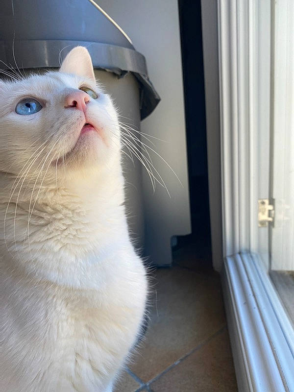 Willo participe au concours pour gagner de l'argent avec cette photo : carnivore, cat, domestic_short_haired_cat, door, fang, felidae, fixture, flooring, fur, hardwood, small_to_medium_sized_cats, snout, tail, terrestrial_animal, whiskers, window, wood