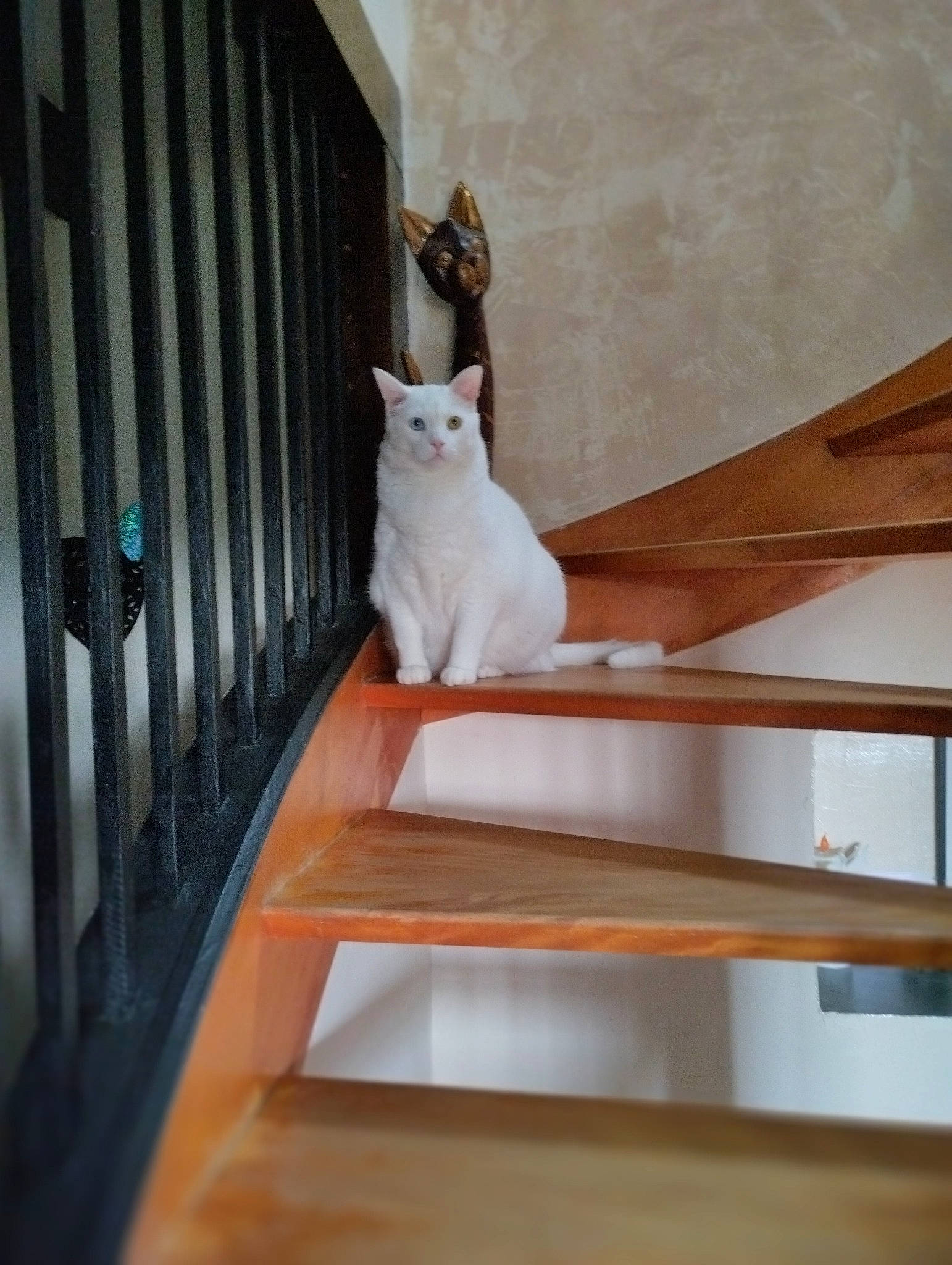 Willo participe au concours pour gagner de l'argent avec cette photo : baluster, carnivore, cat, comfort, domestic_short_haired_cat, fawn, felidae, flooring, handrail, hardwood, metal, plywood, room, small_to_medium_sized_cats, stairs, tail, whiskers, window, wood, wood_stain