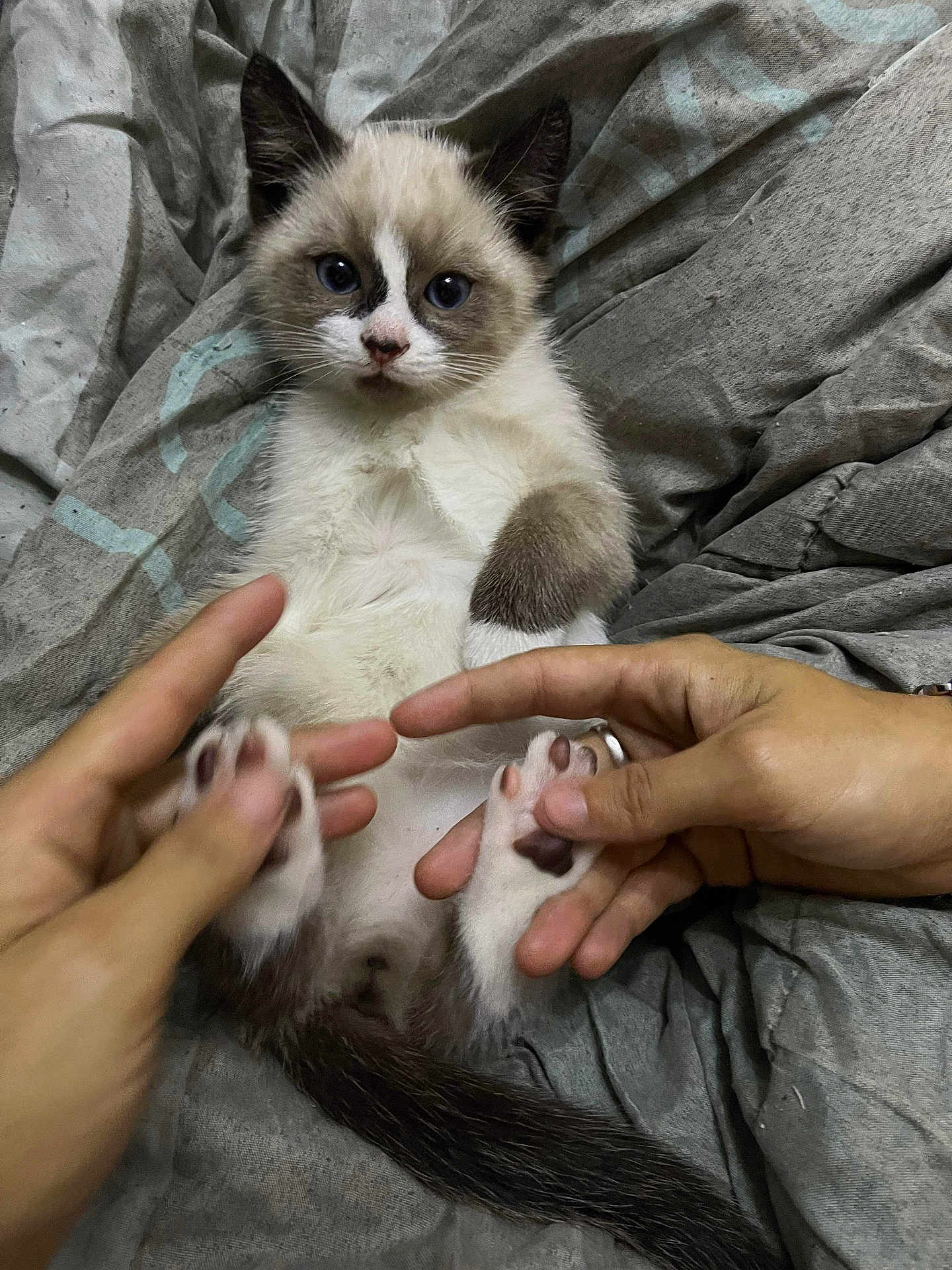 Groot participe au concours pour gagner de l'argent avec cette photo : kitten, cat, blue_eyes, paws, hands, blanket, grey, fur, cute, pet, animal, young, playful, indoor, cozy, resting, small, adorable, feline, domestic