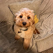 Tia joined the competition — help win amazing prizes! animal, beige, blurred, collar, companion, couch, cozy, cute, dog, fluffy, fur, furniture, indoor, living_room, looking_up, pet, pillow, puppy, sitting, small_dog