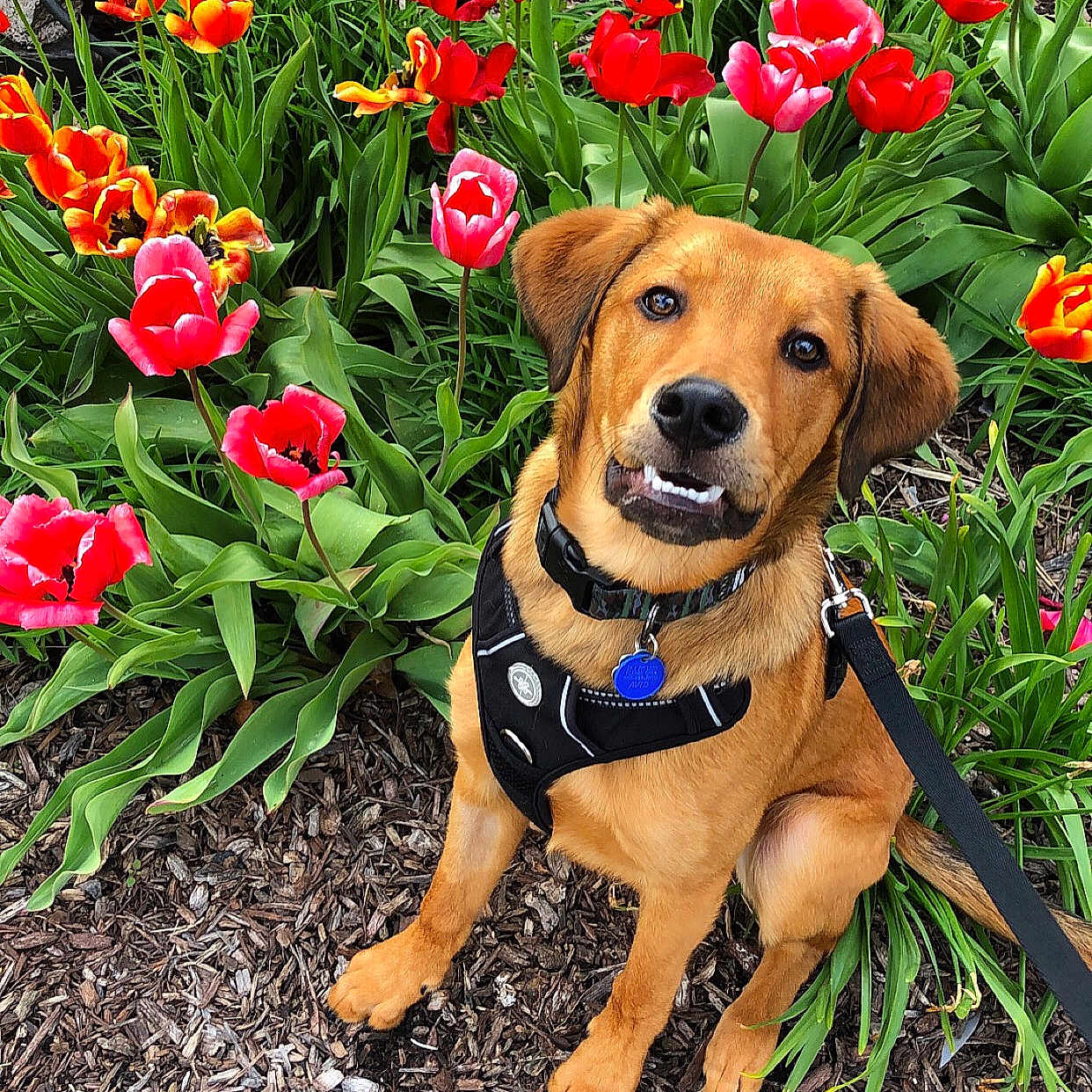 Kooper is registered to the contest to win money with this photo: canidae, carnivore, companion_dog, dachshund, dog, dog_breed, dog_collar, fawn, flower, golden_retriever, grass, hound, hunting_dog, mammal, plant, puppy, sporting_group, spring, tulip, wildflower