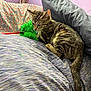kitten, tabby, cat, bed, pillow, blanket, toy, feather, indoor, purple_wall, curious, pet, feline, striped, resting, cozy, domestic, animal, soft_furniture, playful