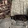cat, kitten, tabby, blanket, pillow, sequin_pillow, patterned_cushion, bed, indoor, cozy, resting, purple_wall, seashell, pet, animal, fur, cute, looking, relaxing, soft