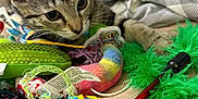 Adeline is registered to the contest to win money with this photo: kitten, cat, tabby, toy, colorful, feather, blanket, indoor, pet, curious, playful, closeup, feline, young, bed, fabric, animal, domestic, soft, cute