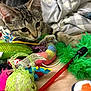 kitten, cat, tabby, toy, colorful, feather, blanket, indoor, pet, curious, playful, closeup, feline, young, bed, fabric, animal, domestic, soft, cute