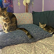 Adeline is registered to the contest to win money with this photo: cat, kitten, bed, pillow, floral_bedspread, purple_wall, seashell_decor, beads, curtain, tabby_cat, striped_cat, indoor, feline, pet, cozy, resting, curious, couch, fabric, cute
