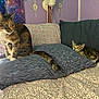 cat, kitten, bed, pillow, floral_bedspread, purple_wall, seashell_decor, beads, curtain, tabby_cat, striped_cat, indoor, feline, pet, cozy, resting, curious, couch, fabric, cute