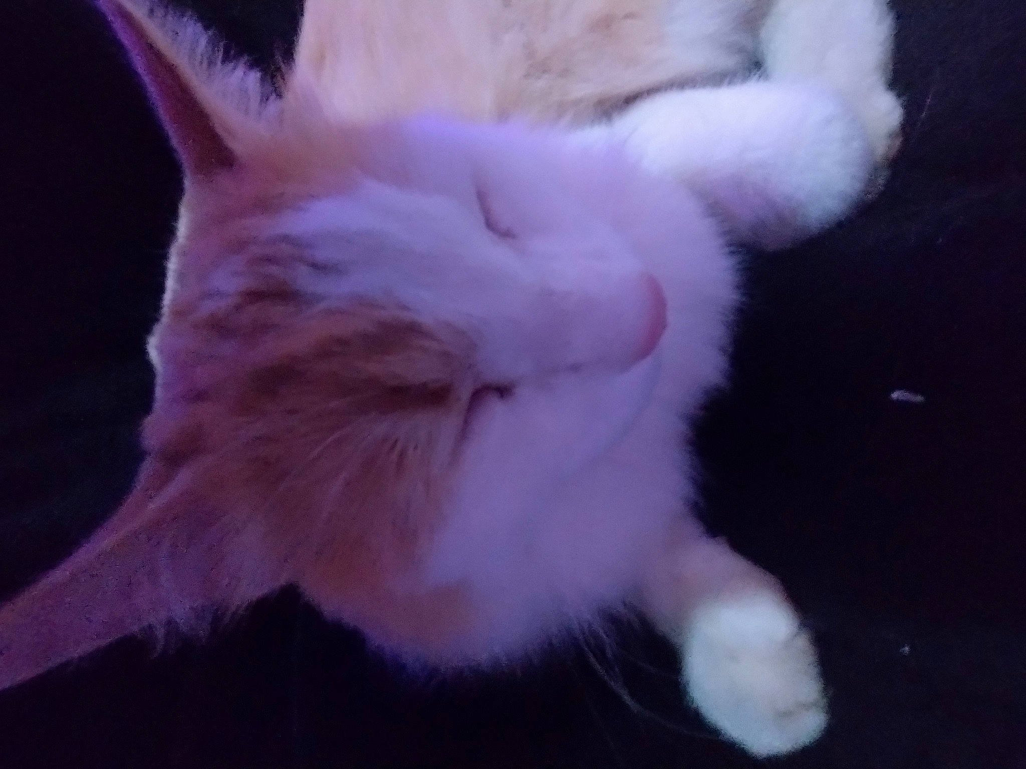 Oliver is registered to the contest to win money with this photo: carnivore, cat, claw, comfort, darkness, domestic_short_haired_cat, ear, fawn, felidae, foot, fur, gesture, night, paw, photo_caption, small_to_medium_sized_cats, snout, tail, whiskers