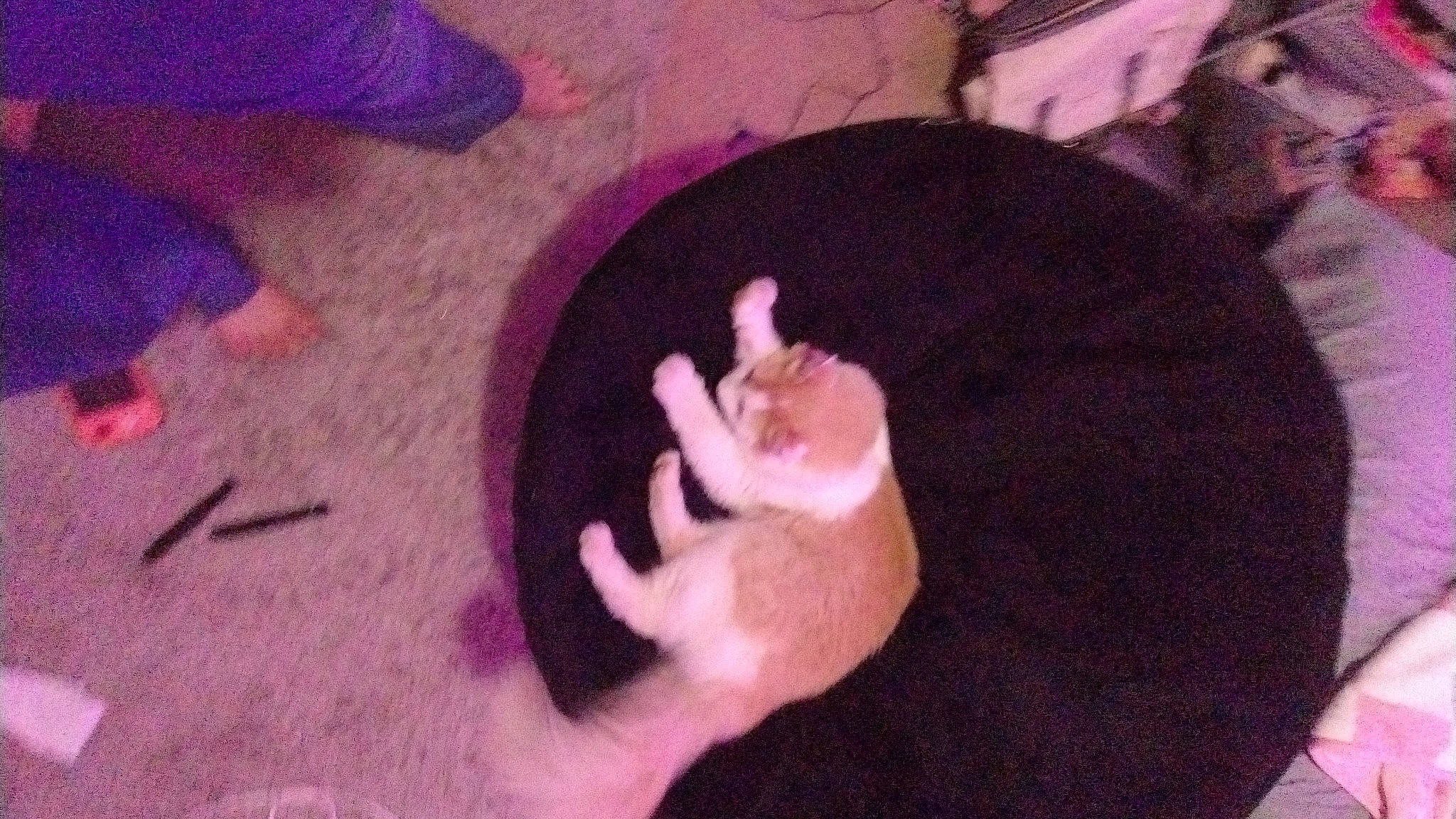 Oliver joined the competition — help win amazing prizes! art, canidae, carnivore, dog_breed, fawn, felidae, flesh, fur, gesture, magenta, musical_instrument, nail, paw, pink, rodent, small_to_medium_sized_cats, snout, tail, thumb, whiskers