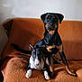 dog, pets, couch, orange_blanket, indoor, two_dogs, black_and_tan_dog, black_and_white_dog, wooden_floor, furniture, domestic, companion, animal, resting, alert, portrait, home, sitting, canine, friendly