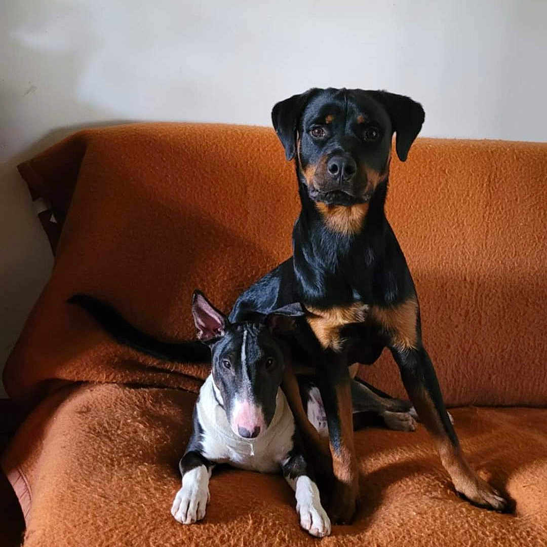 Nesta Et Chévy participe au concours pour gagner de l'argent avec cette photo : alert, animal, black_and_tan_dog, black_and_white_dog, canine, companion, couch, dog, domestic, friendly, furniture, home, indoor, orange_blanket, pets, portrait, resting, sitting, two_dogs, wooden_floor