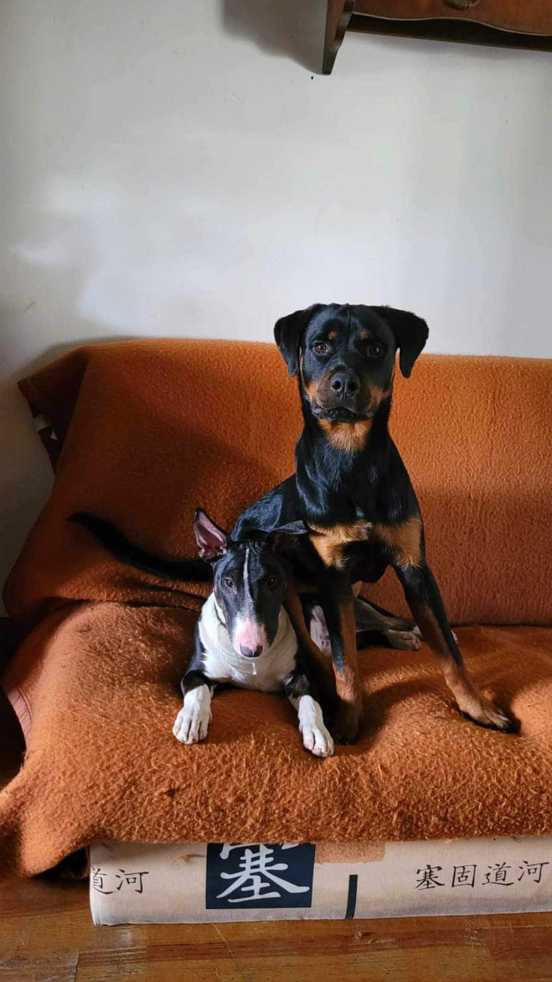 Nesta Et Chévy participe au concours pour gagner de l'argent avec cette photo : dog, pets, couch, orange_blanket, indoor, two_dogs, black_and_tan_dog, black_and_white_dog, wooden_floor, furniture, domestic, companion, animal, resting, alert, portrait, home, sitting, canine, friendly