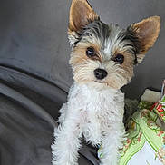 Willow joined the competition — help win amazing prizes! dog, puppy, small_dog, cute, pet, fluffy, perky_ears, big_eyes, black_nose, white_fur, brown_fur, sitting, blanket, pillow, floral_pattern, indoor, portrait, close_up, soft_texture, adorable