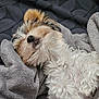 dog, puppy, sleeping, blanket, fur, nose, paw, cozy, cute, pet, indoor, soft_texture, bedding, resting, close_up, small_breed, whiskers, relaxed, portrait, fluffy