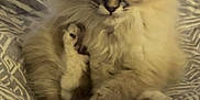 Plum is registered to the contest to win money with this photo: kitten, cat, fluffy, fur, pet, animal, cute, cozy, blanket, pattern, indoor, small, paws, sitting, curious, young, domestic, feline, soft, adorable