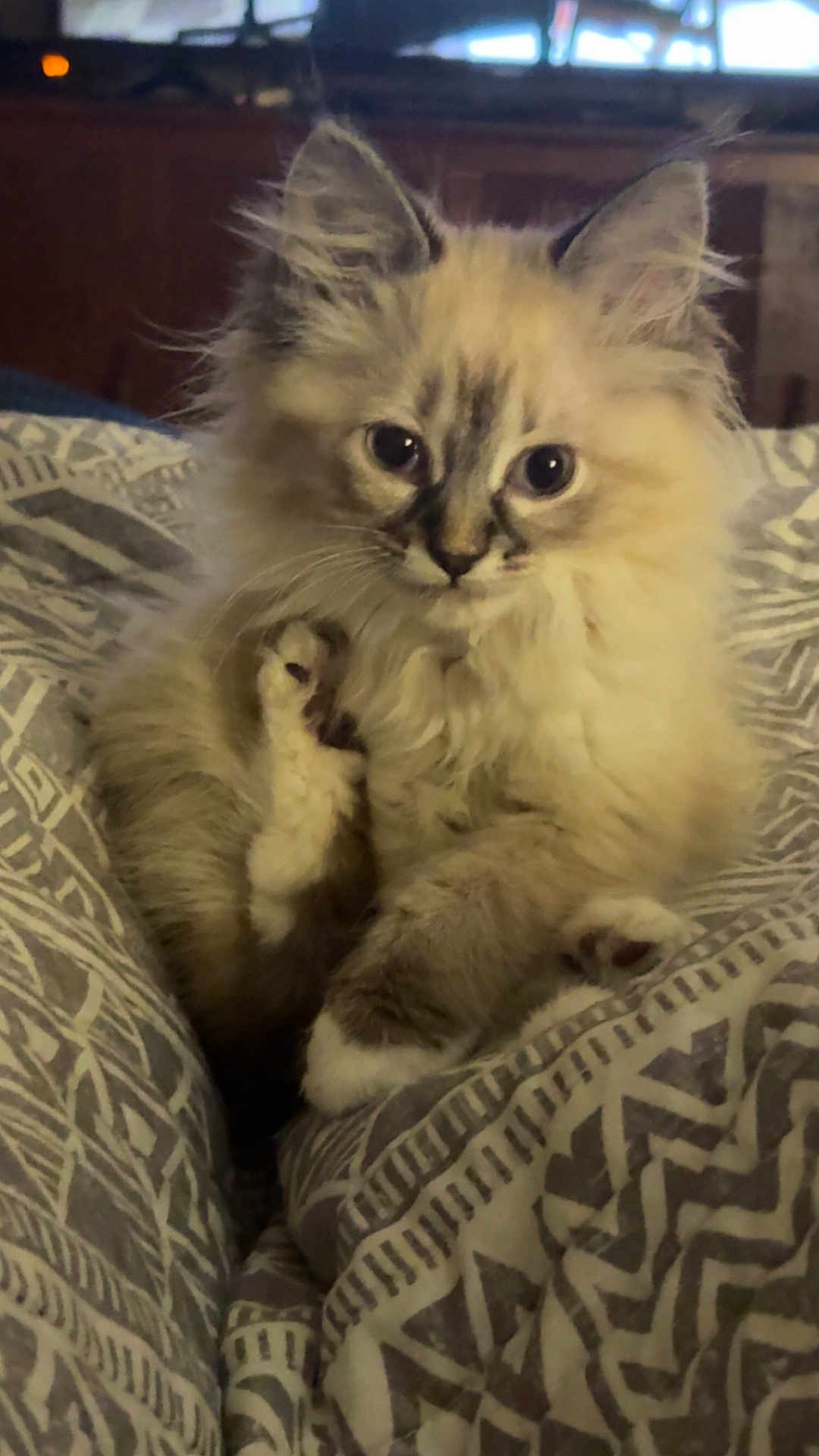 Plum is registered to the contest to win money with this photo: kitten, cat, fluffy, fur, pet, animal, cute, cozy, blanket, pattern, indoor, small, paws, sitting, curious, young, domestic, feline, soft, adorable