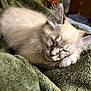 kitten, cat, sleeping, fur, cozy, blanket, indoor, pet, cute, animal, resting, soft, whiskers, ears, closeup, comfort, nap, feline, domestic_cat, relaxation