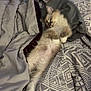 Plum is registered to the contest to win money with this photo: cat, bed, blanket, sleeping, relaxed, fur, indoor, animal, pet, cozy, patterned_blanket, resting, cute, two_cats, feline, domestic_cat, soft, comfort, lying_down, paws