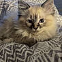 Plum is registered to the contest to win money with this photo: kitten, cat, fluffy, fur, pet, animal, indoor, bed, blanket, patterned, cozy, cute, young, resting, whiskers, ears, eyes, domestic, feline, soft