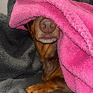 Loulou a rejoint le concours — aidez-le/la à gagner de superbes lots ! dog, nose, paw, blanket, pink, gray, cozy, pet, fur, snout, resting, indoor, soft, warm, animal, covered, texture, closeup, cute, relaxed