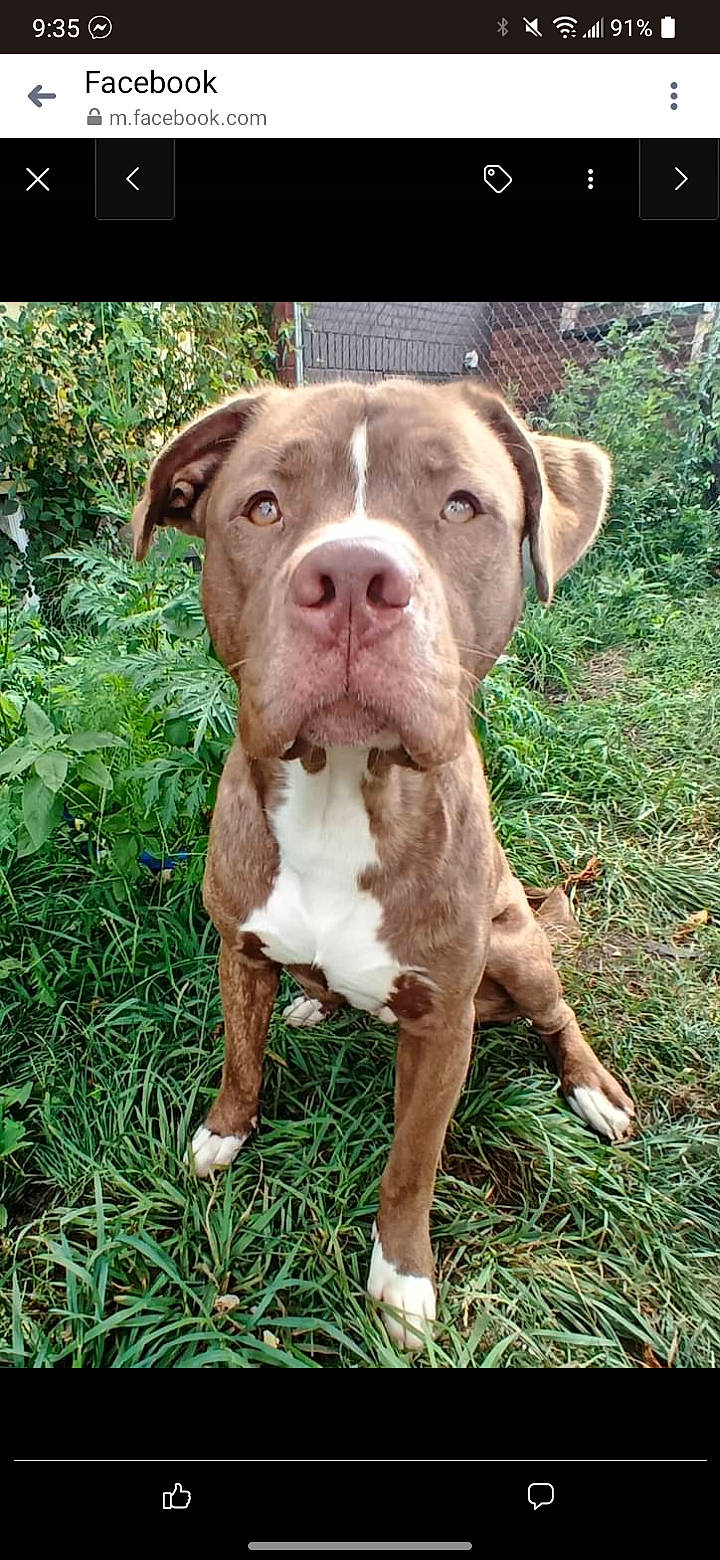 Prince joined the competition — help win amazing prizes! canidae, carnivore, companion_dog, dog, dog_breed, fawn, grass, groundcover, herbaceous_plant, hunting_dog, liver, non_sporting_group, plant, snout, sporting_group, terrestrial_animal, whiskers, working_animal