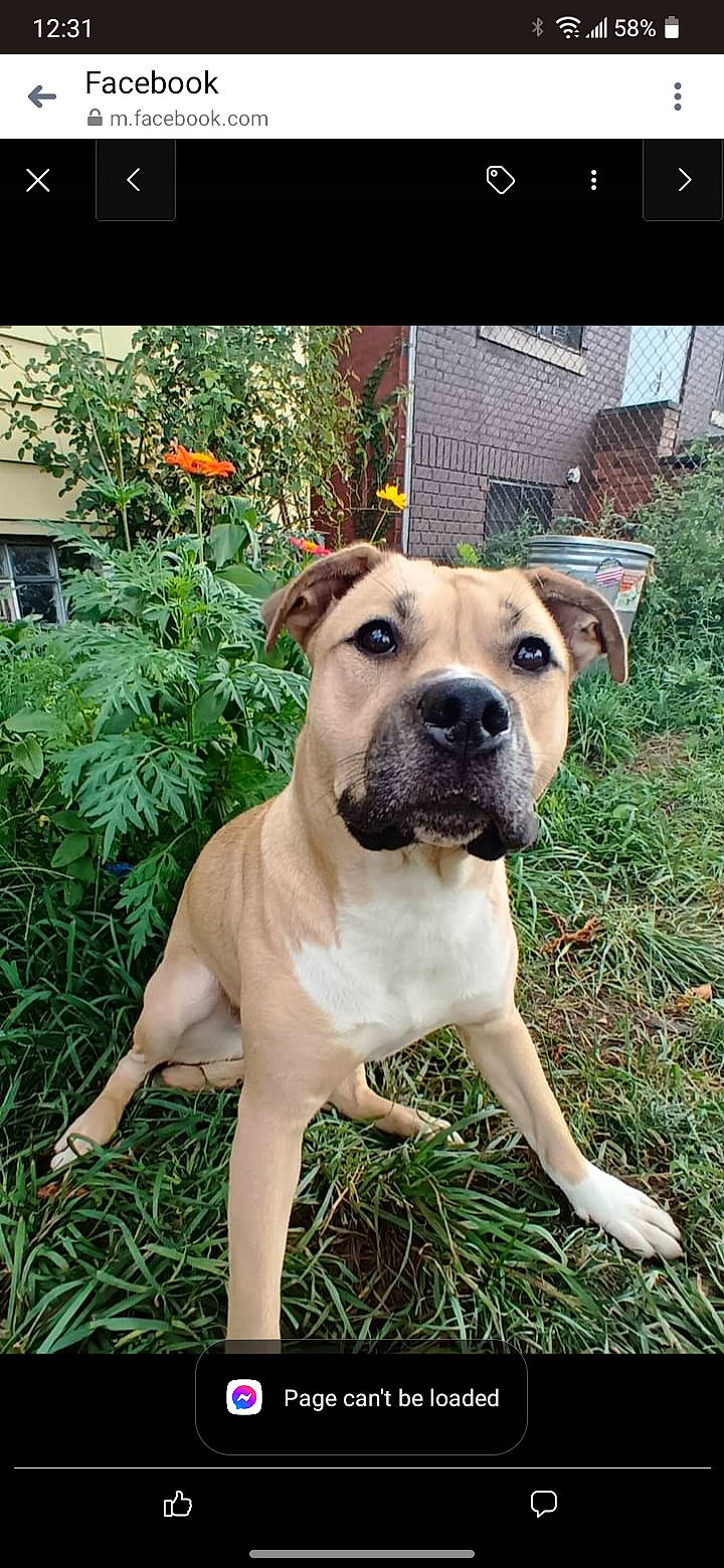 Bella joined the competition — help win amazing prizes! ancient_dog_breeds, canidae, carnivore, collar, companion_dog, dog, dog_breed, dog_collar, fawn, grass, guard_dog, molosser, plant, snout, sporting_group, tree, whiskers, working_animal, working_dog, wrinkle