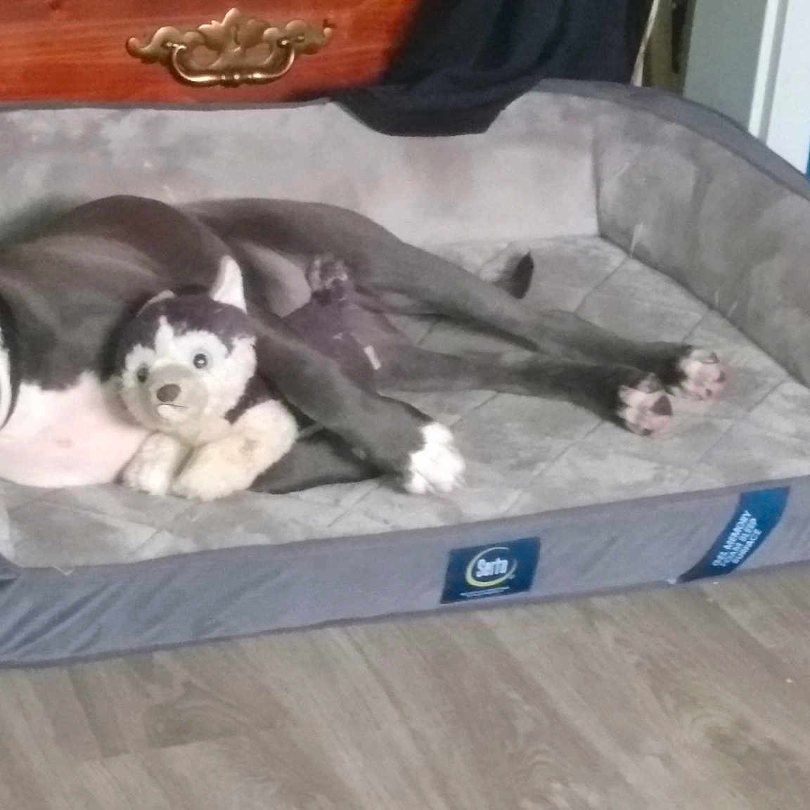 Cobalt joined the competition — help win amazing prizes! canidae, carnivore, comfort, companion_dog, dog, dog_bed, dog_breed, dog_supply, fawn, flooring, hardwood, mammal, pet_supply, recreation, room, smile, sofa_bed, sporting_group, wood, working_animal