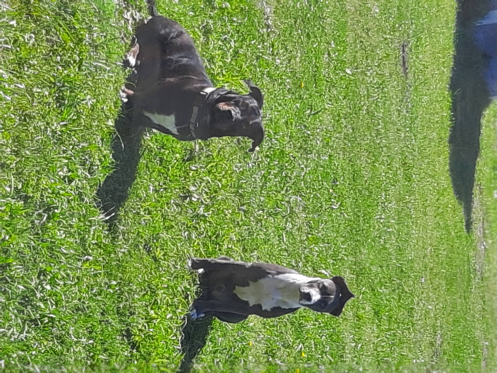 Cobalt is registered to the contest to win money with this photo: bovine, carnivore, companion_dog, dog, dog_breed, grass, grass_family, grassland, groundcover, lawn, leaf, meadow, natural_environment, pasture, people_in_nature, plant, sporting_group, tail, tree, wildlife