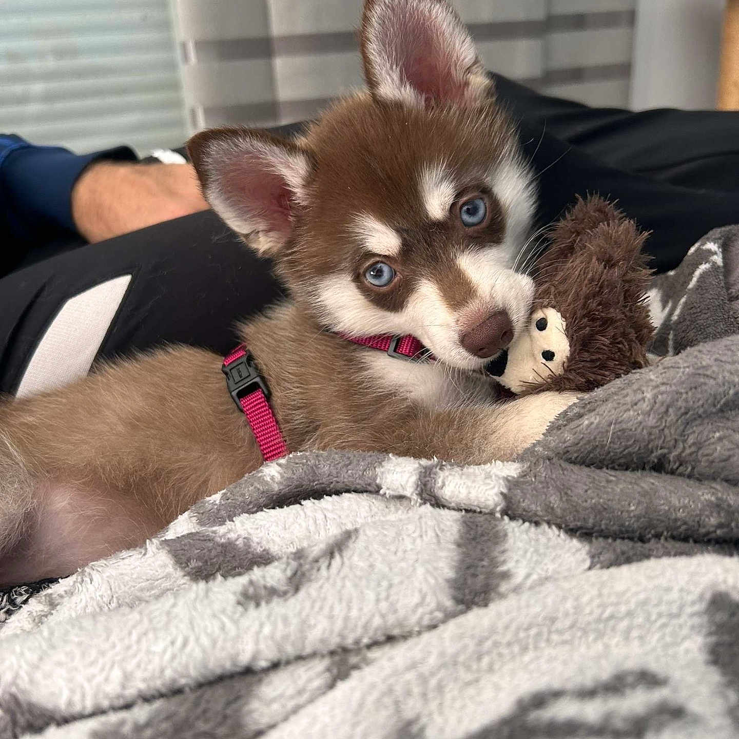 Yumi a rejoint le concours — aidez-le/la à gagner de superbes lots ! animal, bed, bedroom, blanket, canine, cat, dog, eskimodog, furniture, husky, indoors, kitten, pet, puppy, quilt, room