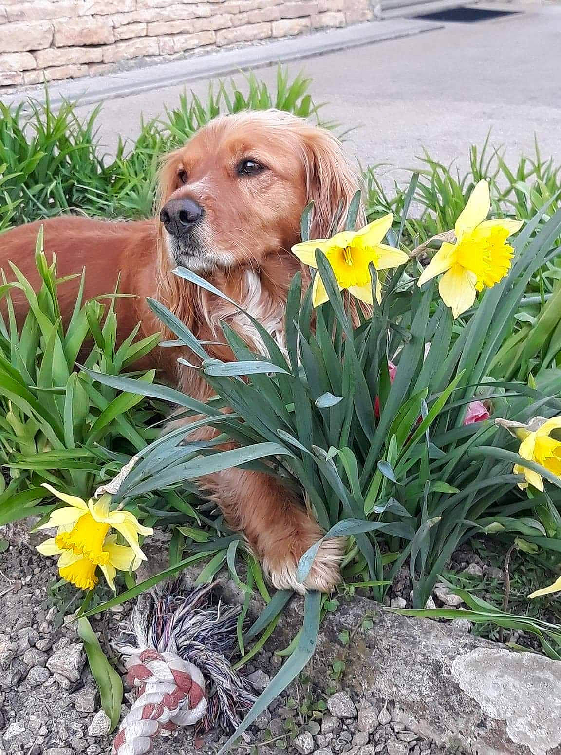 Gully a rejoint le concours — aidez-le/la à gagner de superbes lots ! botany, carnivore, companion_dog, dog, dog_breed, fawn, flower, flowering_plant, garden, gardening, grass, grass_family, landscape, liver, petal, plant, soil, sporting_group, spring, wildflower