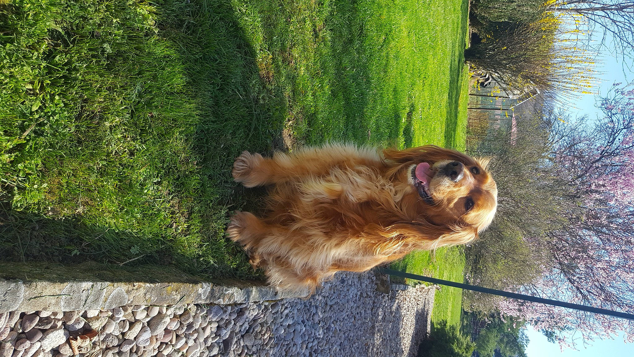 Gully a rejoint le concours — aidez-le/la à gagner de superbes lots ! canidae, carnivore, companion_dog, dog, dog_breed, fawn, felidae, german_spitz_mittel, grass, liver, plant, small_to_medium_sized_cats, snout, sporting_group, tail, terrestrial_animal, tree, water, whiskers, wood