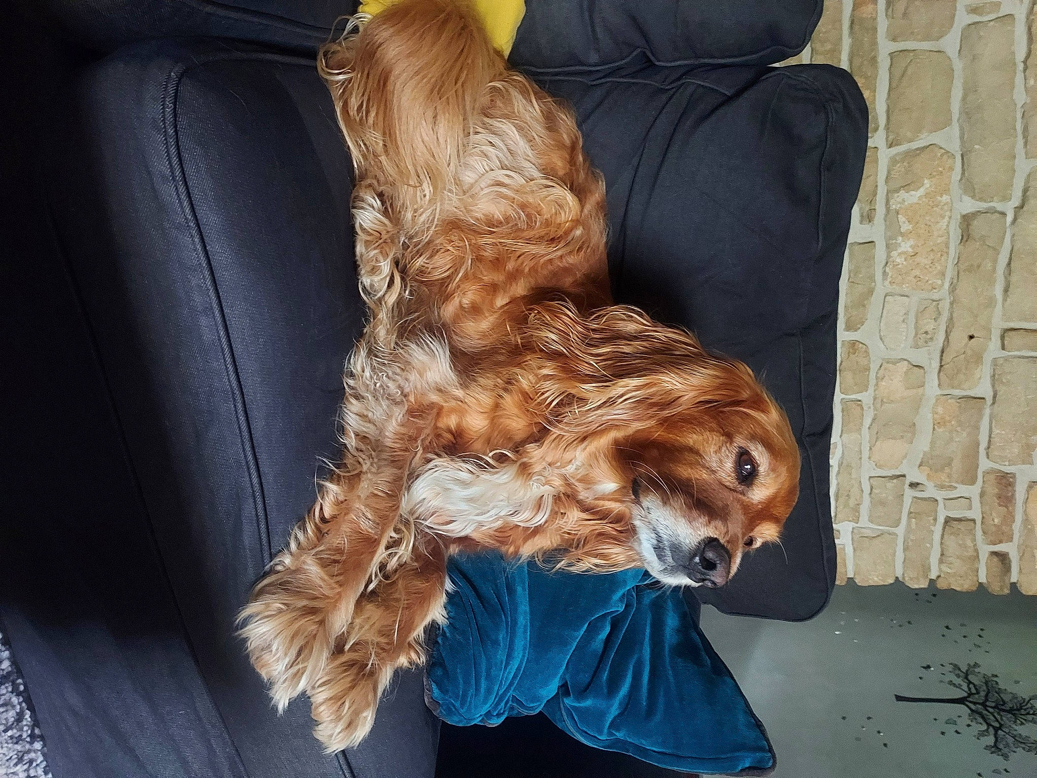 Gully a rejoint le concours — aidez-le/la à gagner de superbes lots ! brown_hair, canidae, car_seat, carnivore, collar, companion_dog, dog, dog_breed, dog_collar, dog_supply, fawn, fur, human_leg, leash, liver, spaniel, sporting_group, terrier, whiskers