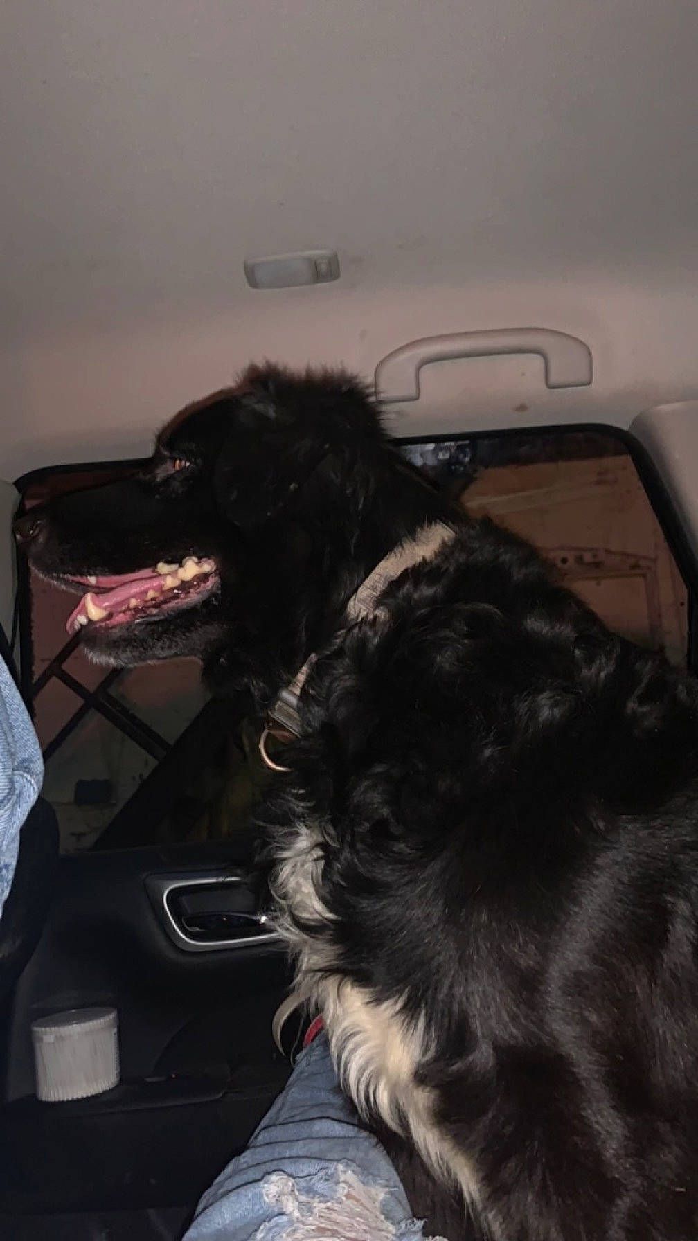 Venus joined the competition — help win amazing prizes! canidae, carnivore, comfort, companion_dog, dog, dog_breed, felidae, fur, mammal, nap, pekingese, personal_luxury_car, small_to_medium_sized_cats, snout, sporting_group, tail, tints_and_shades, vertebrate, whiskers, working_animal