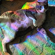 Sabo joined the competition — help win amazing prizes! cat, indoor, carpet, rainbow, colorful, light, shadow, pet, feline, relaxed, texture, animal, multicolor, laying_down, whiskers, fur, playful, cozy, domestic, cute
