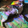 cat, indoor, carpet, rainbow, colorful, light, shadow, pet, feline, relaxed, texture, animal, multicolor, laying_down, whiskers, fur, playful, cozy, domestic, cute