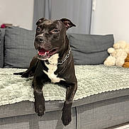 Gipsy participe au concours pour gagner de l'argent avec cette photo : animal, black_dog, blanket, canine, chain_collar, companion, couch, cute, dog, domestic_animal, floor_tile, fur, furniture, home, indoor, pet, plush_toys, relaxed, resting, smiling