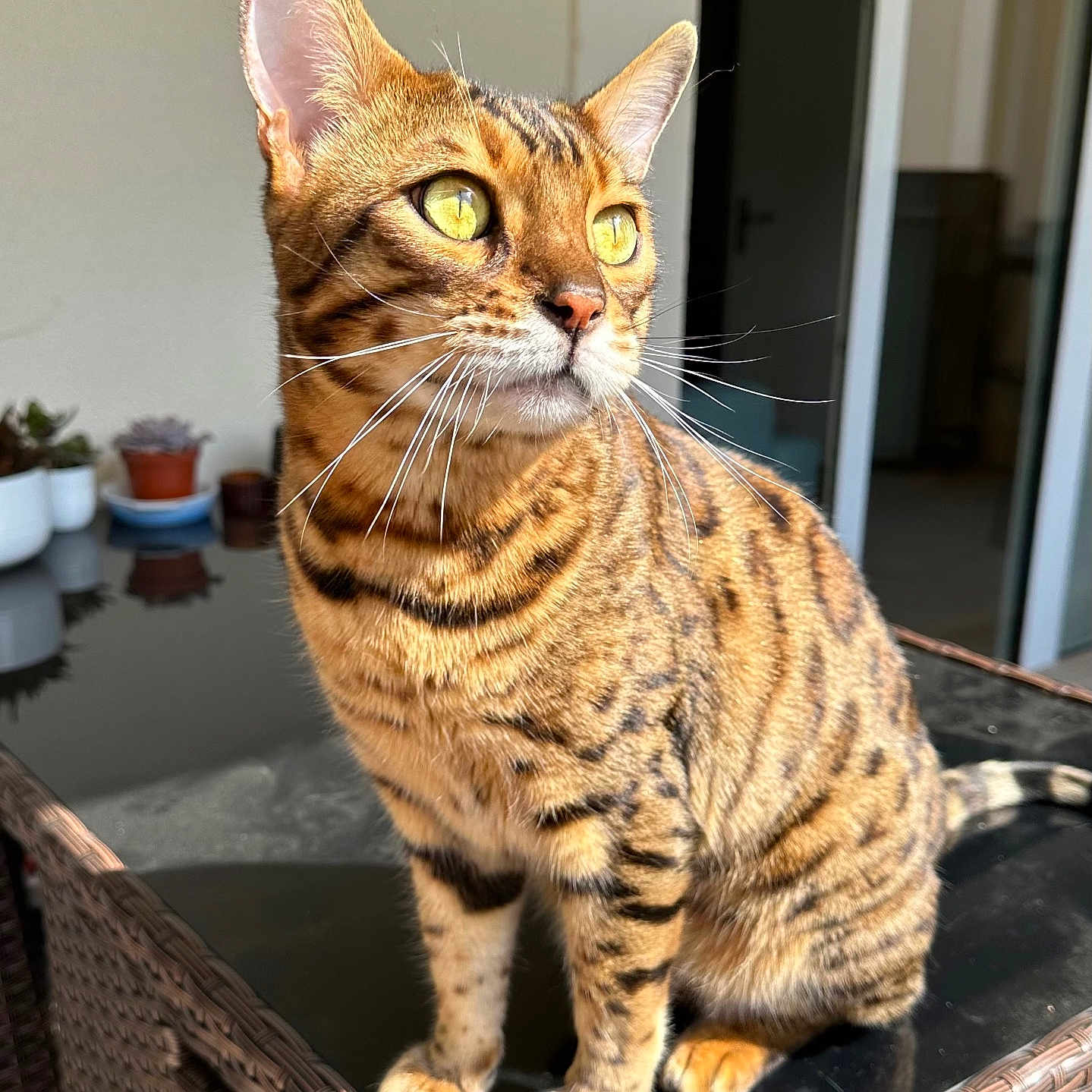 Tokyo participe au concours pour gagner de l'argent avec cette photo : abyssinian, animal, basket, cat, door, egyptiancat, furniture, hardwood, jar, kitten, manx, pet, plant, planter, pottedplant, pottery, vase, wood