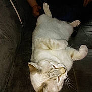 Chaton a rejoint le concours — aidez-le/la à gagner de superbes lots ! carnivoran, cat, cat_like_mammal, claw, domestic_short_haired_cat, fauna, fur, kitten, nap, paw, small_to_medium_sized_cats, snout, tail, whiskers