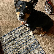 Two Sox is registered to the contest to win money with this photo: animal, black_dog, brown, canine, carpet, collar, curious, dog, ears, floor, home, household, indoor, looking_up, pet, rug, sitting, stroller, tan_dog, wheel