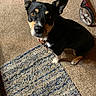 animal, black_dog, brown, canine, carpet, collar, curious, dog, ears, floor, home, household, indoor, looking_up, pet, rug, sitting, stroller, tan_dog, wheel