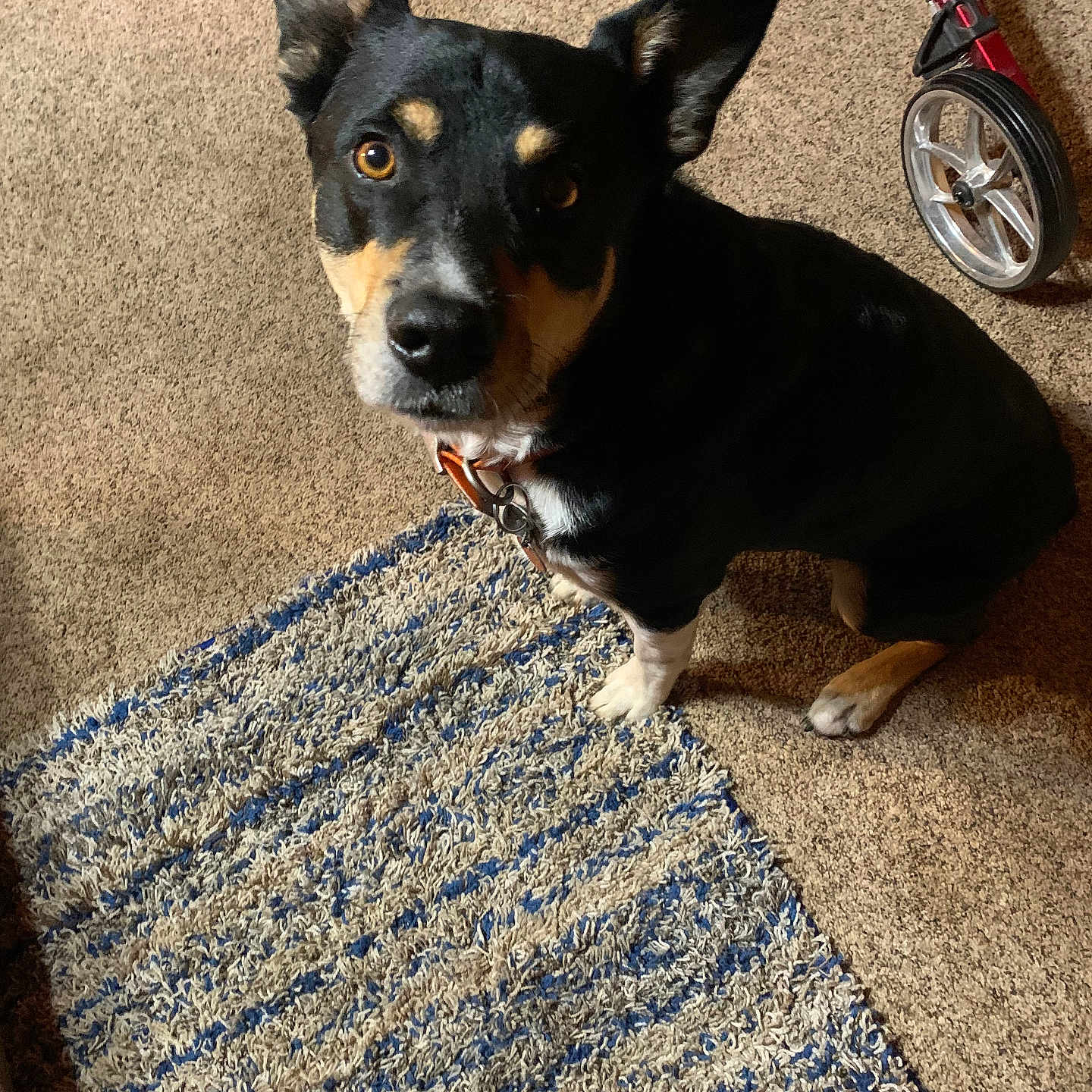 Two Sox is registered to the contest to win money with this photo: animal, black_dog, brown, canine, carpet, collar, curious, dog, ears, floor, home, household, indoor, looking_up, pet, rug, sitting, stroller, tan_dog, wheel
