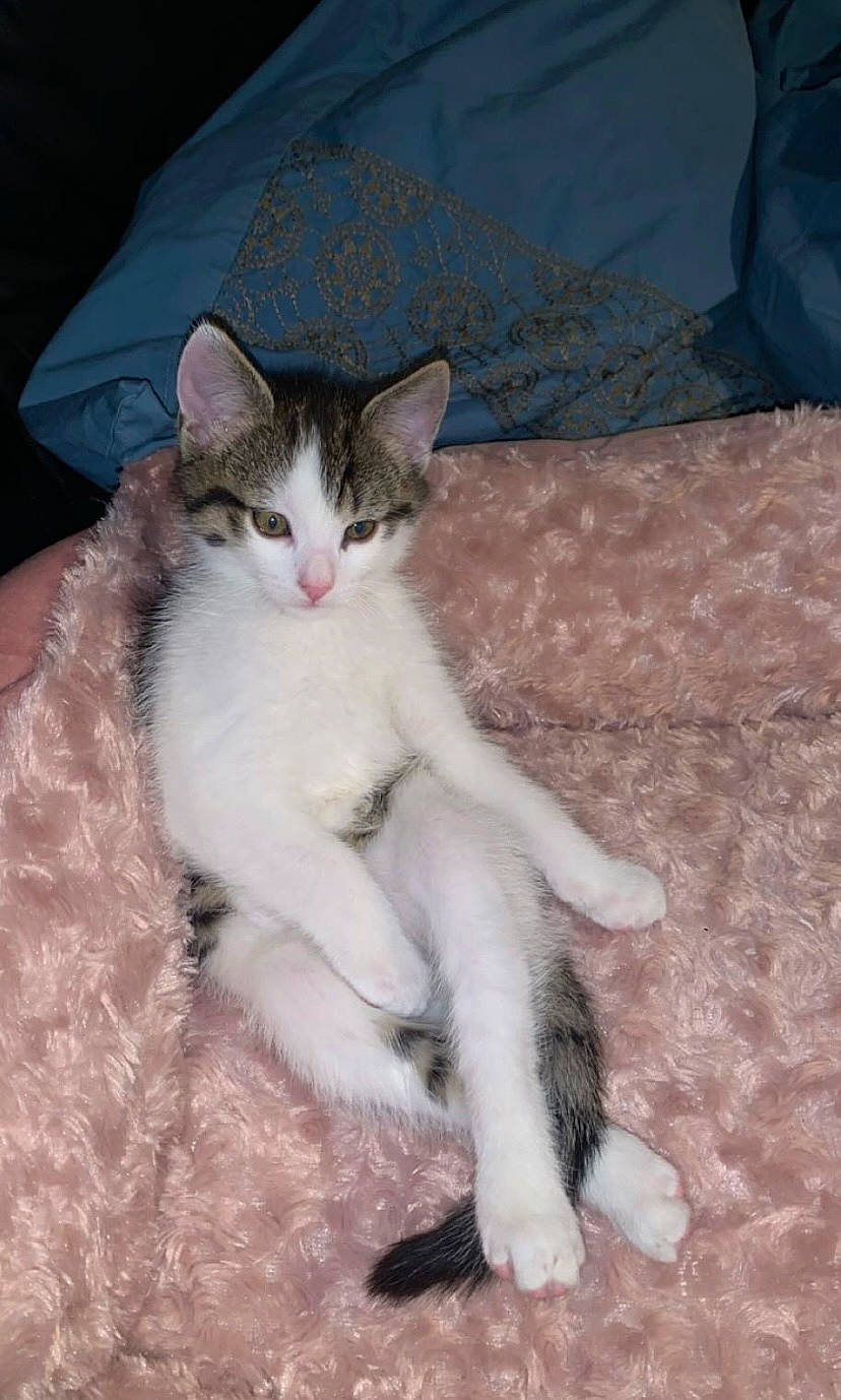 Mimi participe au concours pour gagner de l'argent avec cette photo : carnivore, cat, claw, comfort, domestic_short_haired_cat, felidae, foot, fur, paw, sitting, small_to_medium_sized_cats, snout, tail, whiskers