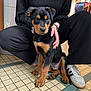 puppy, rottweiler, dog, pet, indoor, person, black_clothing, floor_tiles, hand, sneakers, watch, young_dog, companion, cute, animal, sitting, tile_floor, casual_wear, domestic, portrait
