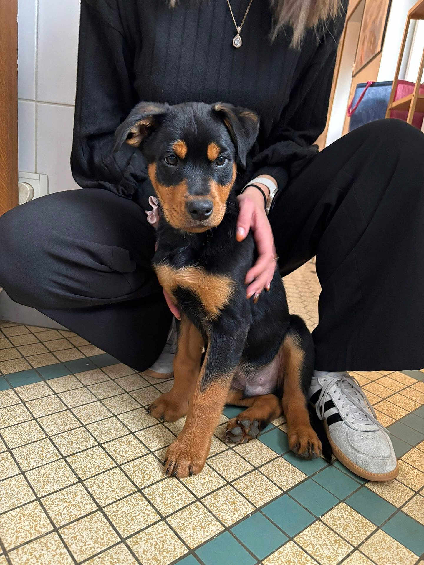 Hadès a rejoint le concours — aidez-le/la à gagner de superbes lots ! puppy, rottweiler, dog, pet, indoor, person, black_clothing, floor_tiles, hand, sneakers, watch, young_dog, companion, cute, animal, sitting, tile_floor, casual_wear, domestic, portrait